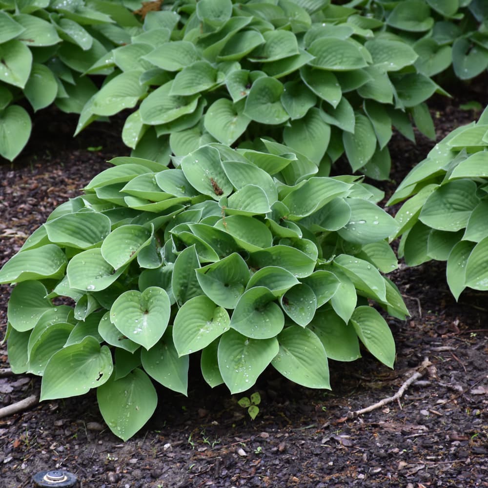 NetPS Plant Finder (www.netpsplantfinder.com)