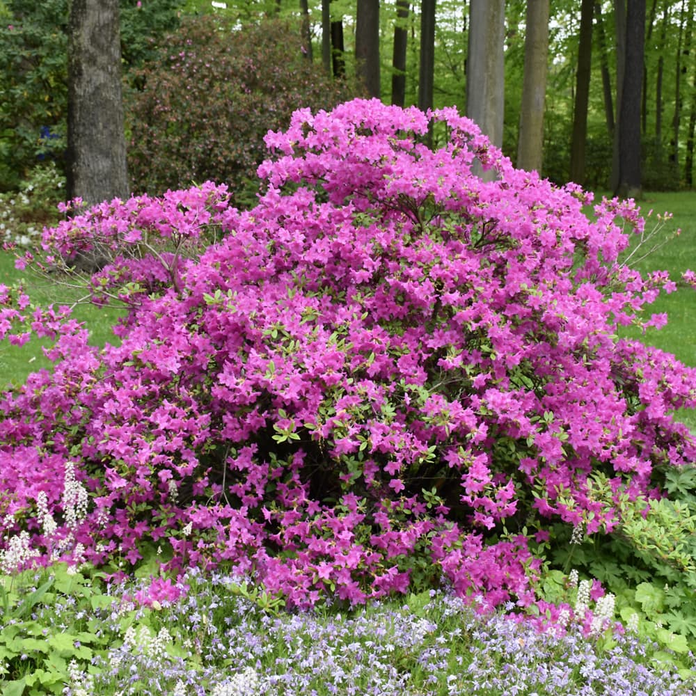 NetPS Plant Finder (www.netpsplantfinder.com)