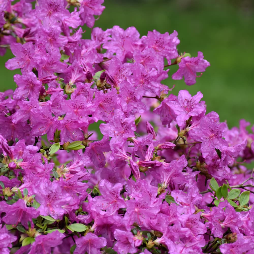 NetPS Plant Finder (www.netpsplantfinder.com)