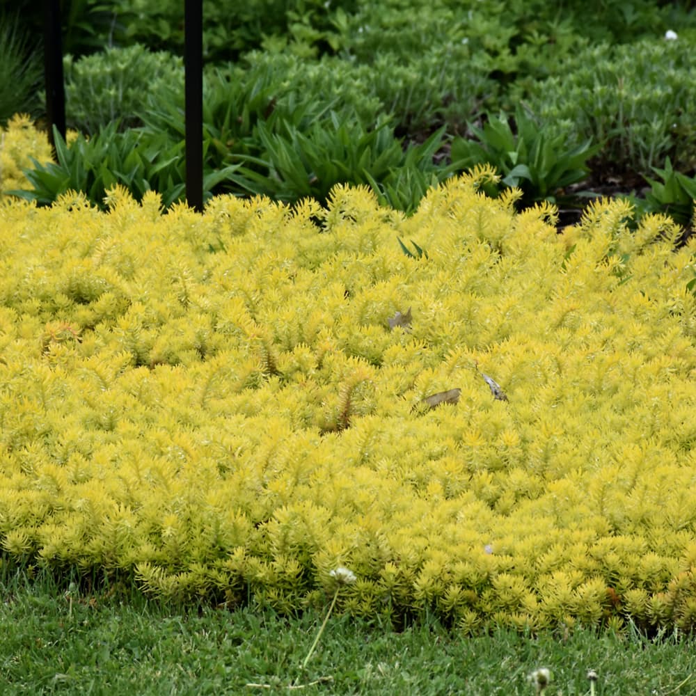 NetPS Plant Finder (www.netpsplantfinder.com)