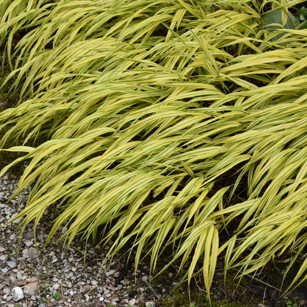 NetPS Plant Finder (www.netpsplantfinder.com)
