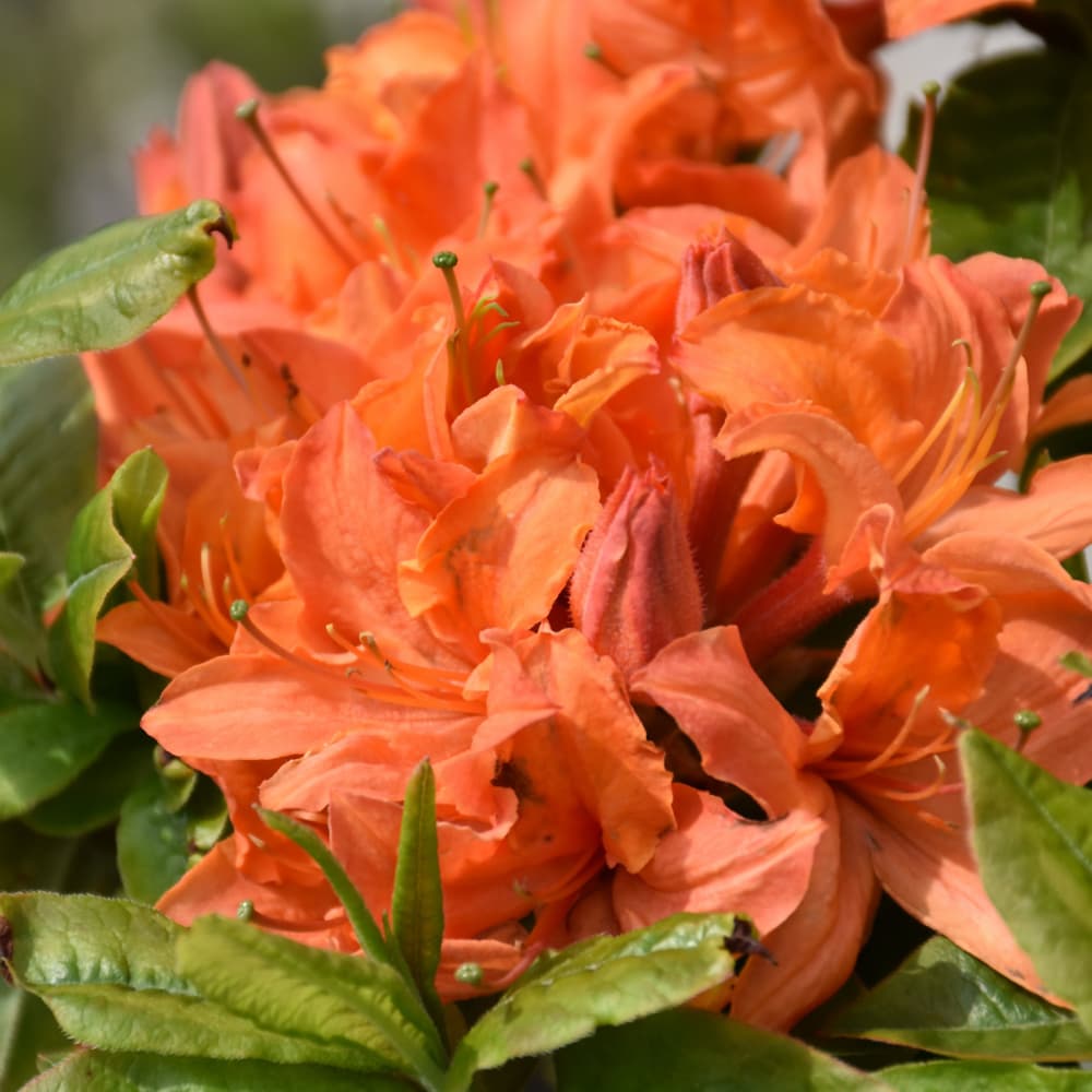 NetPS Plant Finder (www.netpsplantfinder.com)