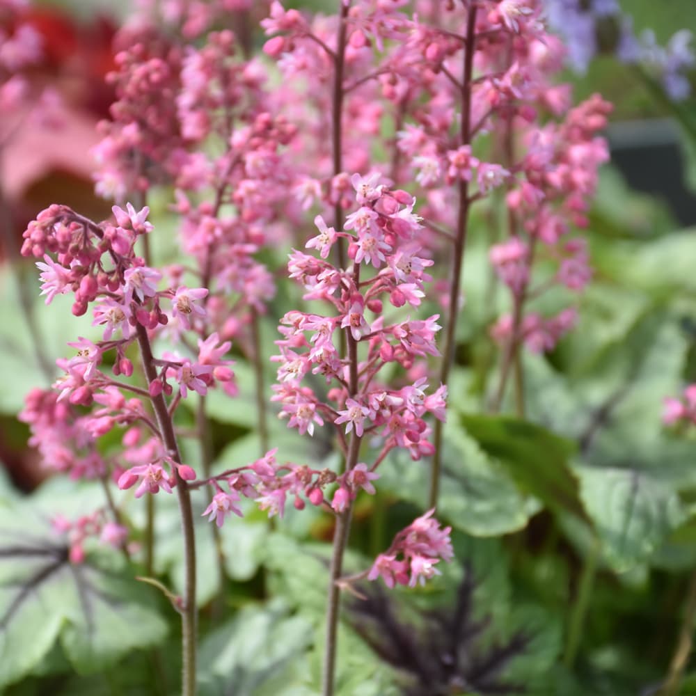 NetPS Plant Finder (www.netpsplantfinder.com)