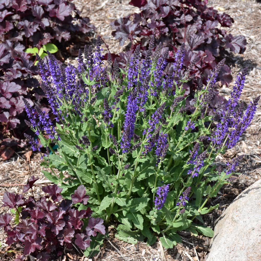 NetPS Plant Finder (www.netpsplantfinder.com)