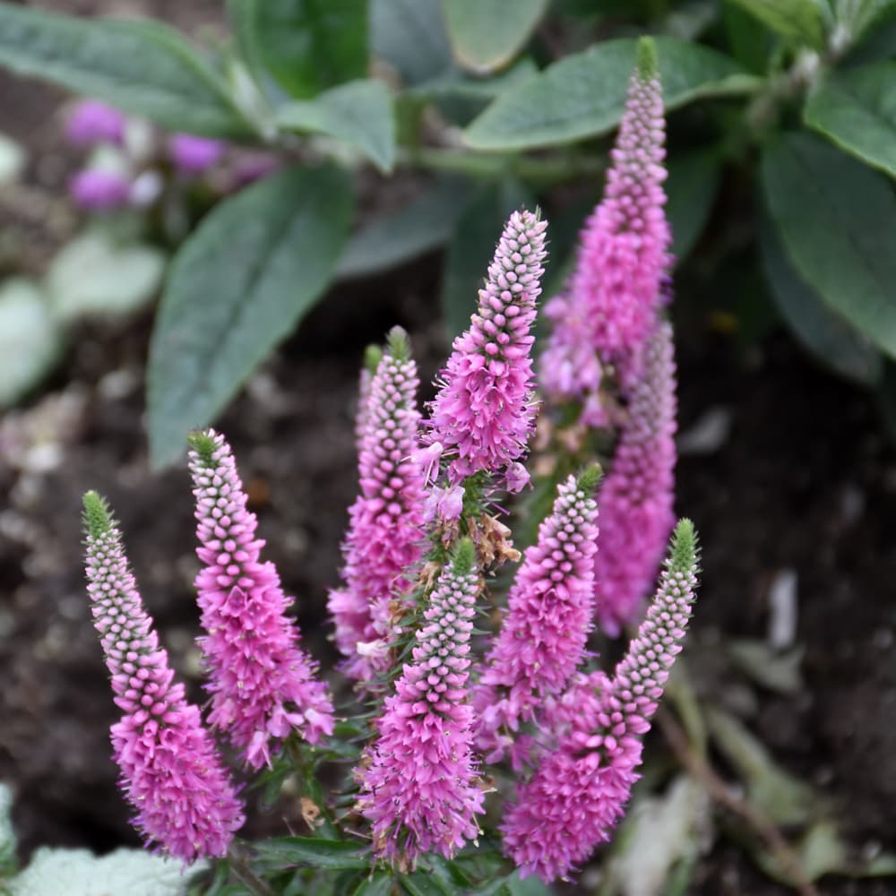 NetPS Plant Finder (www.netpsplantfinder.com)