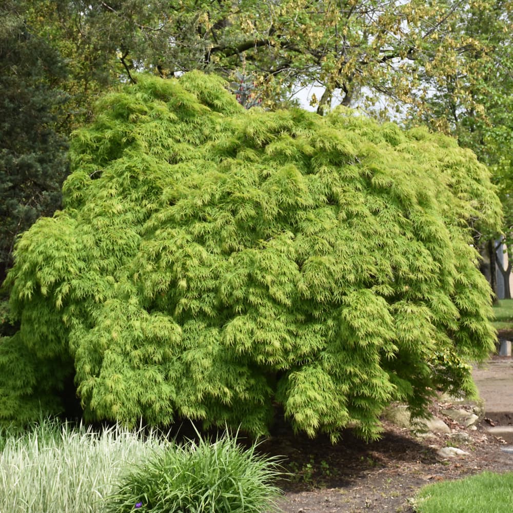 NetPS Plant Finder (www.netpsplantfinder.com)