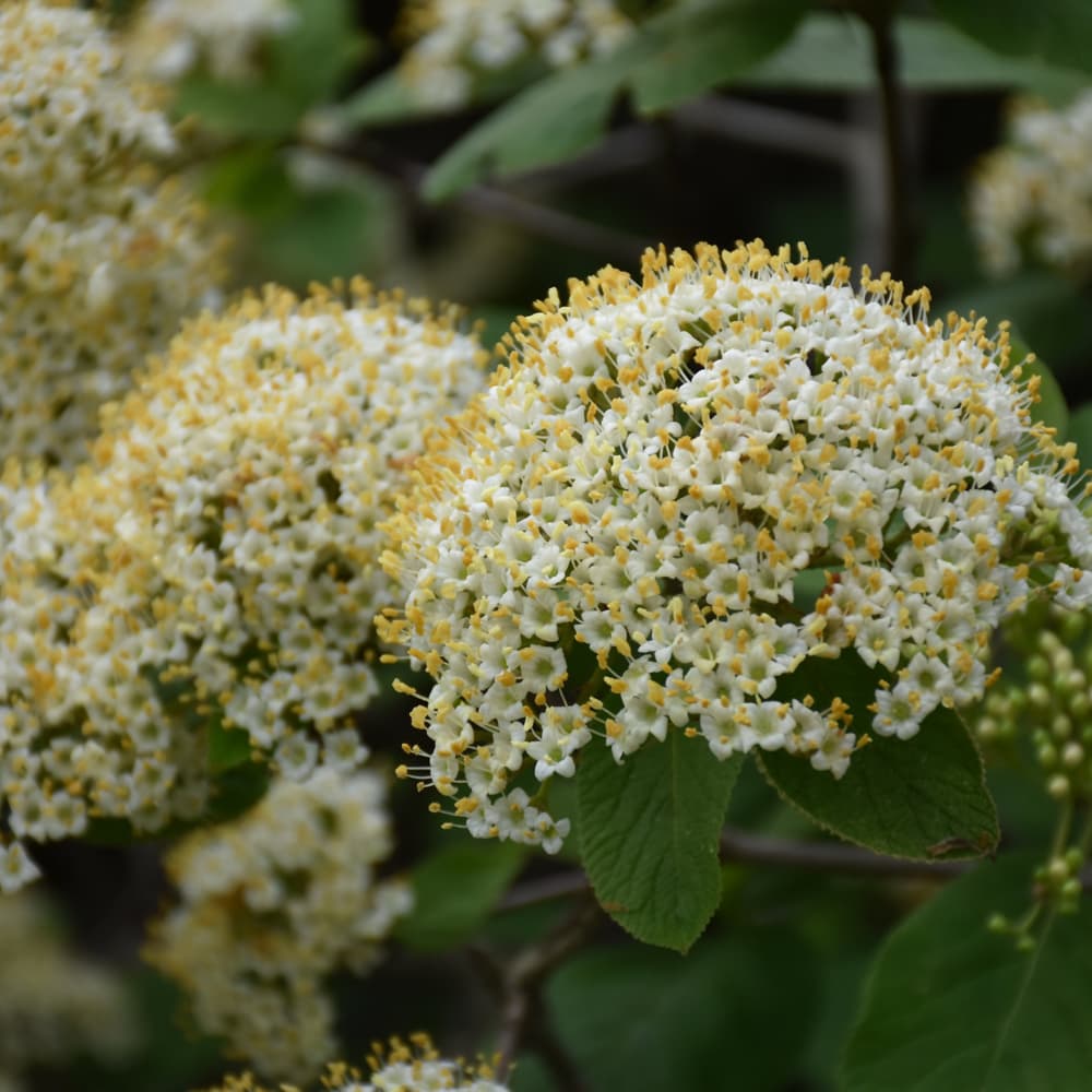 NetPS Plant Finder (www.netpsplantfinder.com)