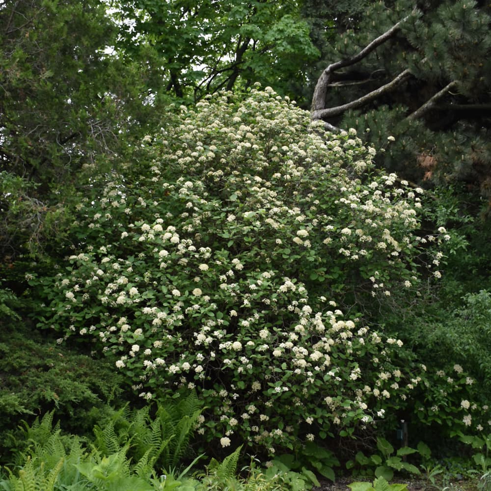 NetPS Plant Finder (www.netpsplantfinder.com)