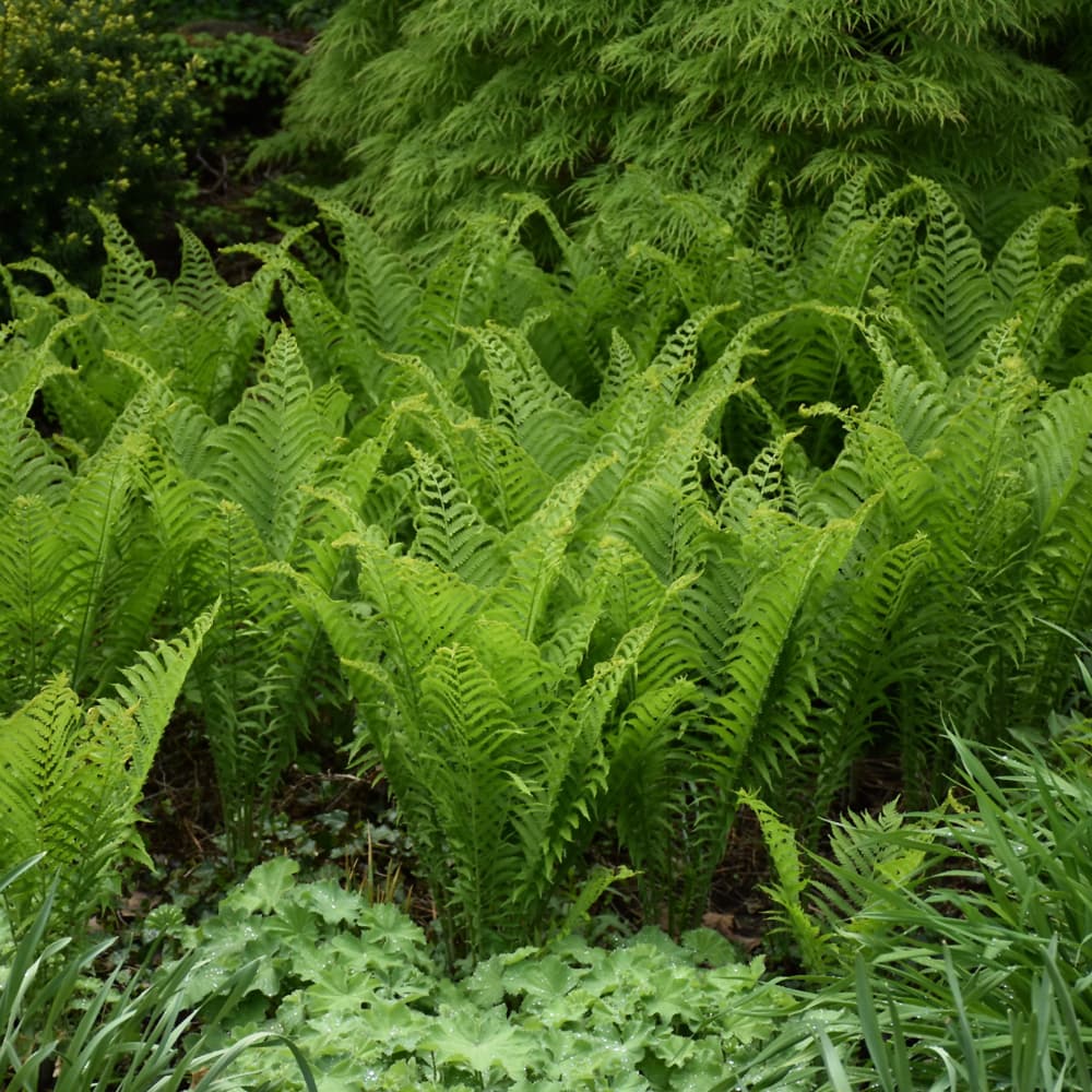 NetPS Plant Finder (www.netpsplantfinder.com)