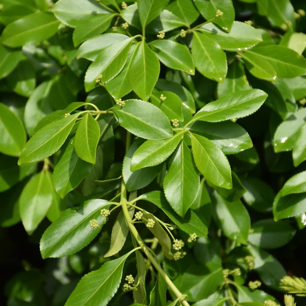 NetPS Plant Finder (www.netpsplantfinder.com)