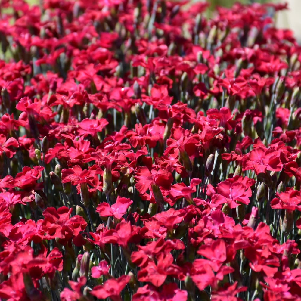 NetPS Plant Finder (www.netpsplantfinder.com)