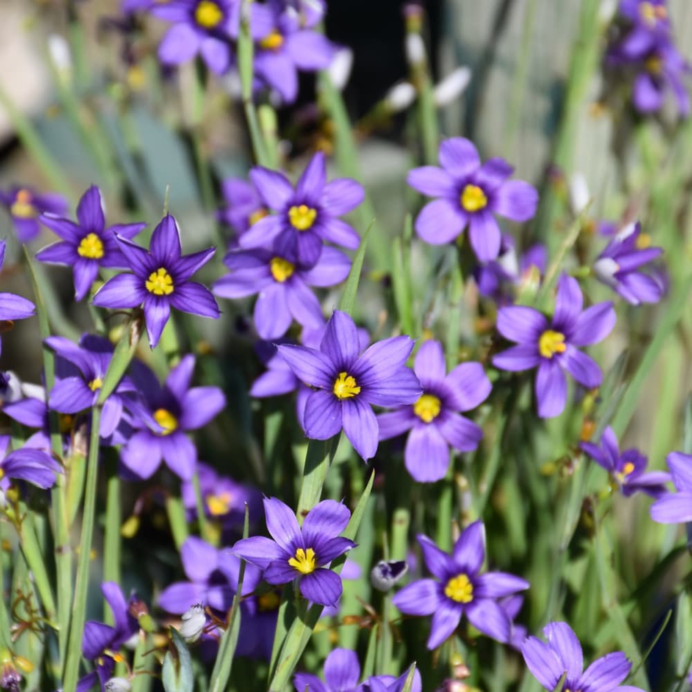 NetPS Plant Finder (www.netpsplantfinder.com)
