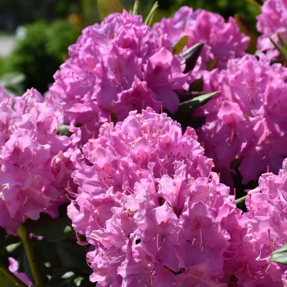 NetPS Plant Finder (www.netpsplantfinder.com)