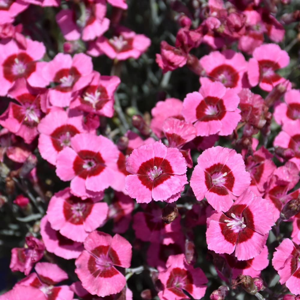 NetPS Plant Finder (www.netpsplantfinder.com)