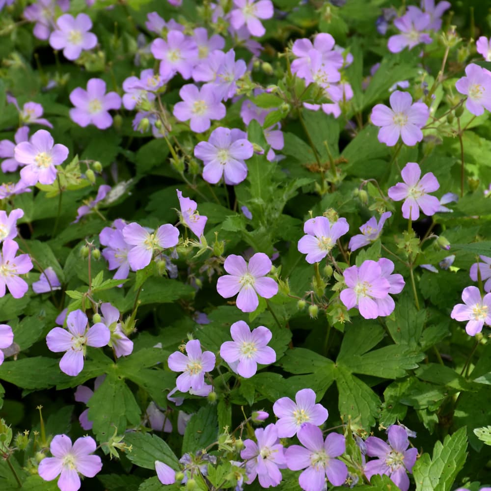 NetPS Plant Finder (www.netpsplantfinder.com)