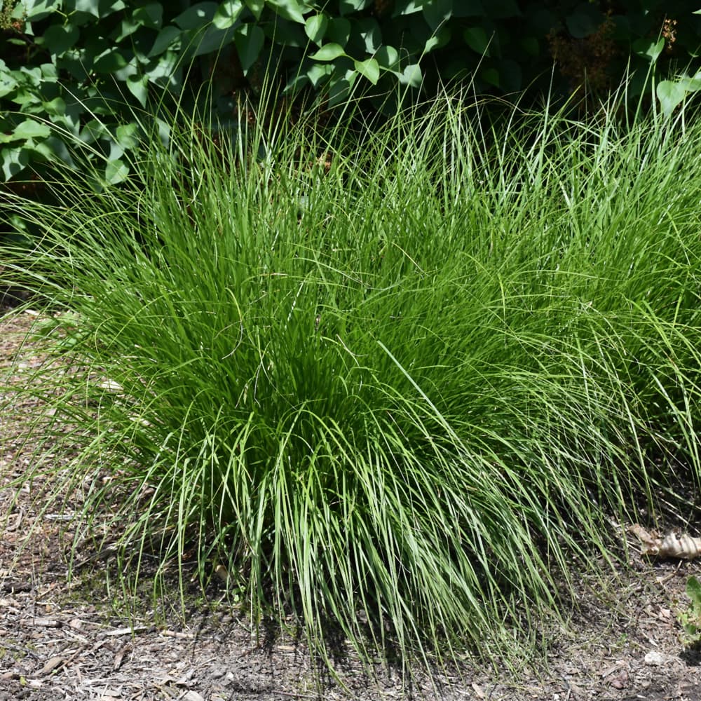 Carex Brown Fox