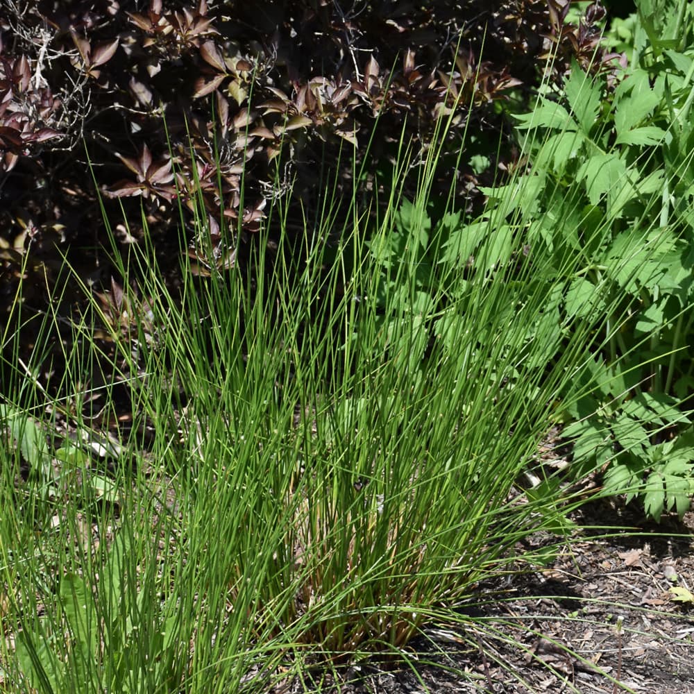 NetPS Plant Finder (www.netpsplantfinder.com)