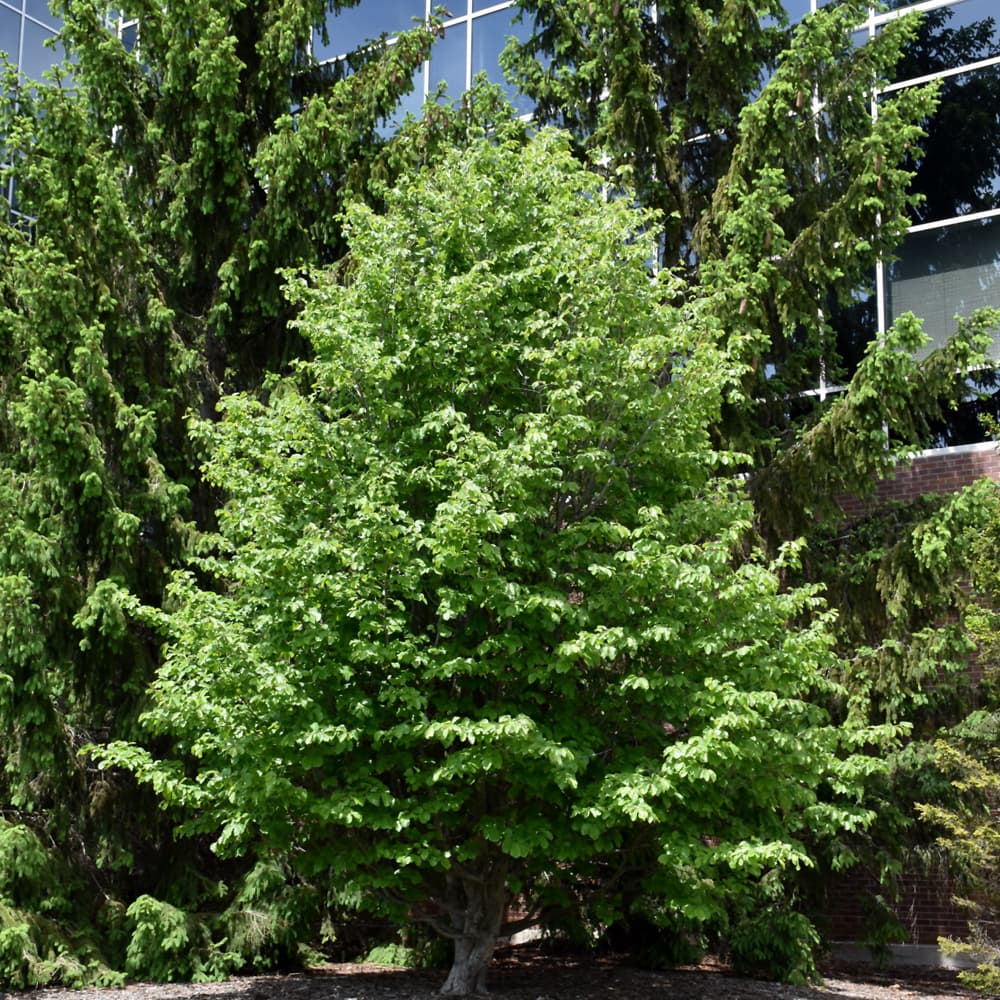 NetPS Plant Finder (www.netpsplantfinder.com)