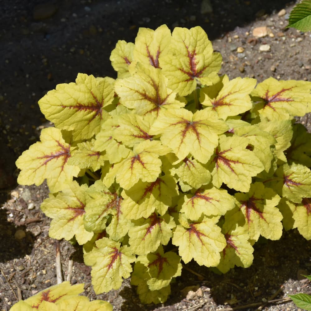 NetPS Plant Finder (www.netpsplantfinder.com)