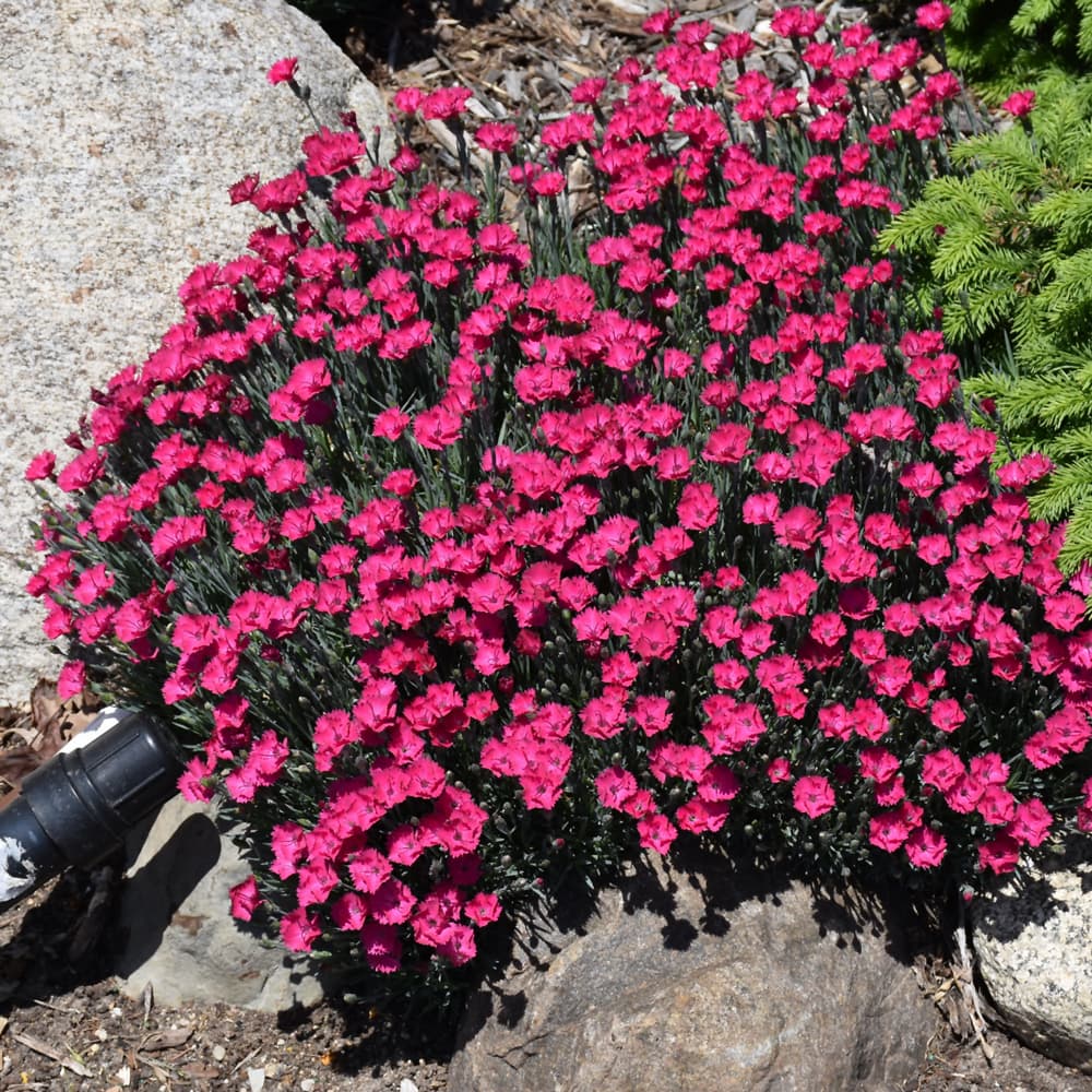 NetPS Plant Finder (www.netpsplantfinder.com)