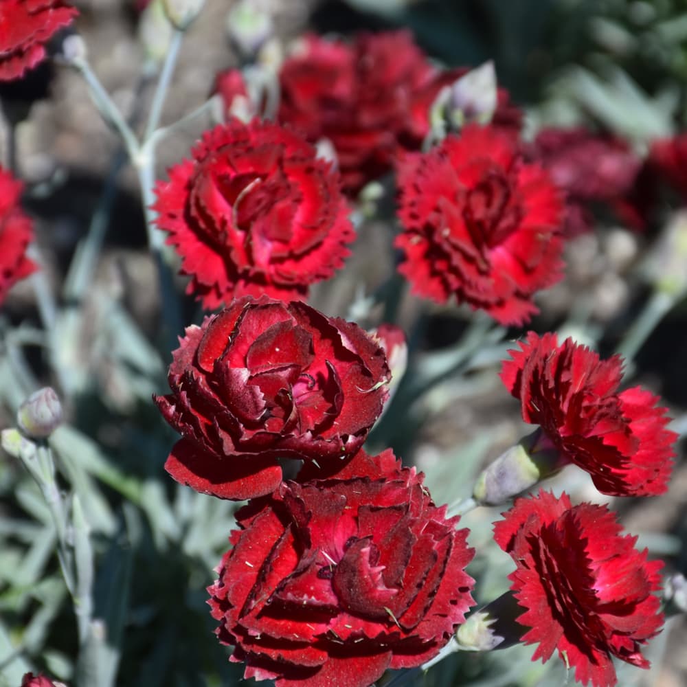 NetPS Plant Finder (www.netpsplantfinder.com)