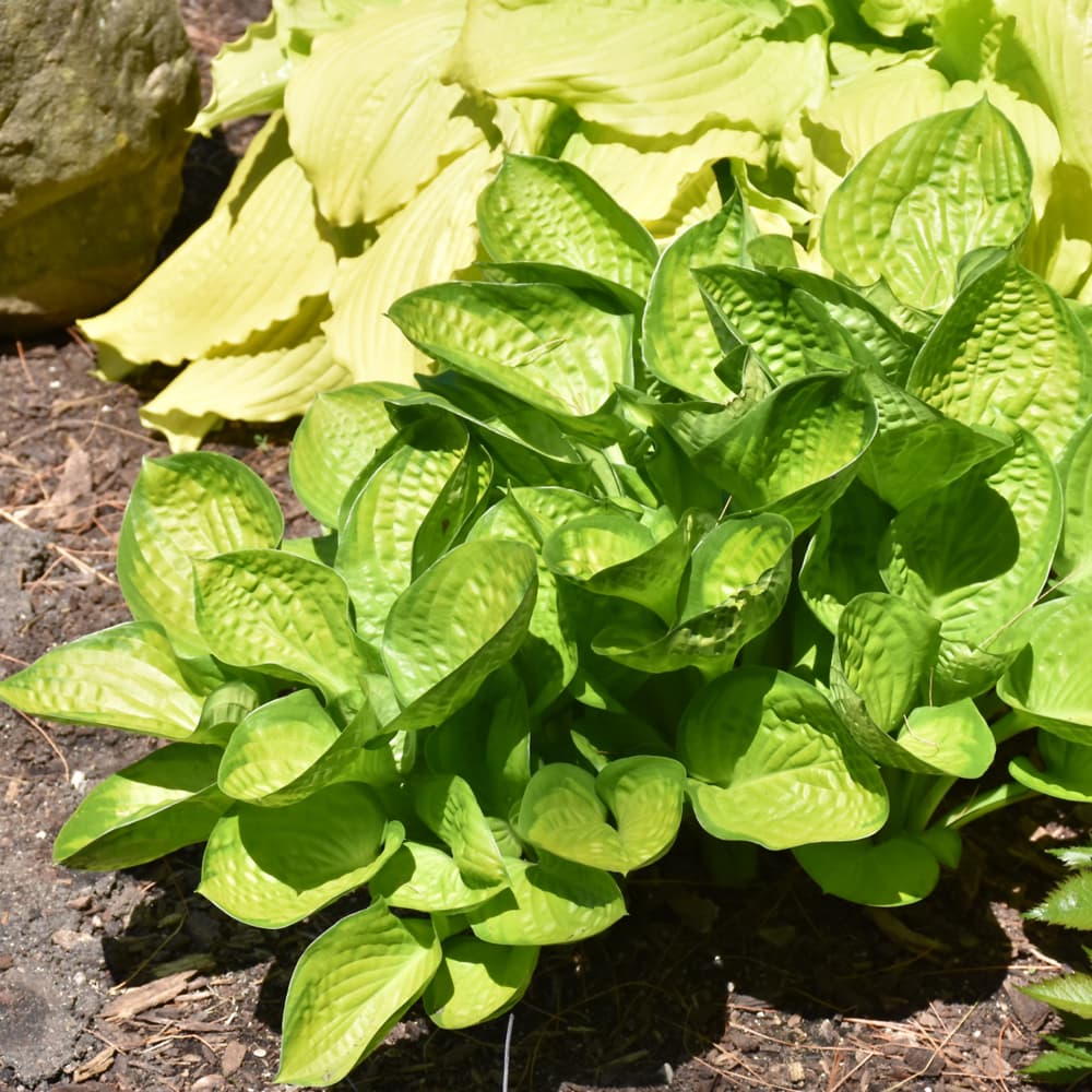 NetPS Plant Finder (www.netpsplantfinder.com)