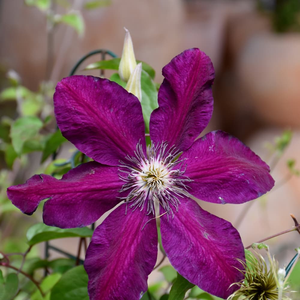 NetPS Plant Finder (www.netpsplantfinder.com)