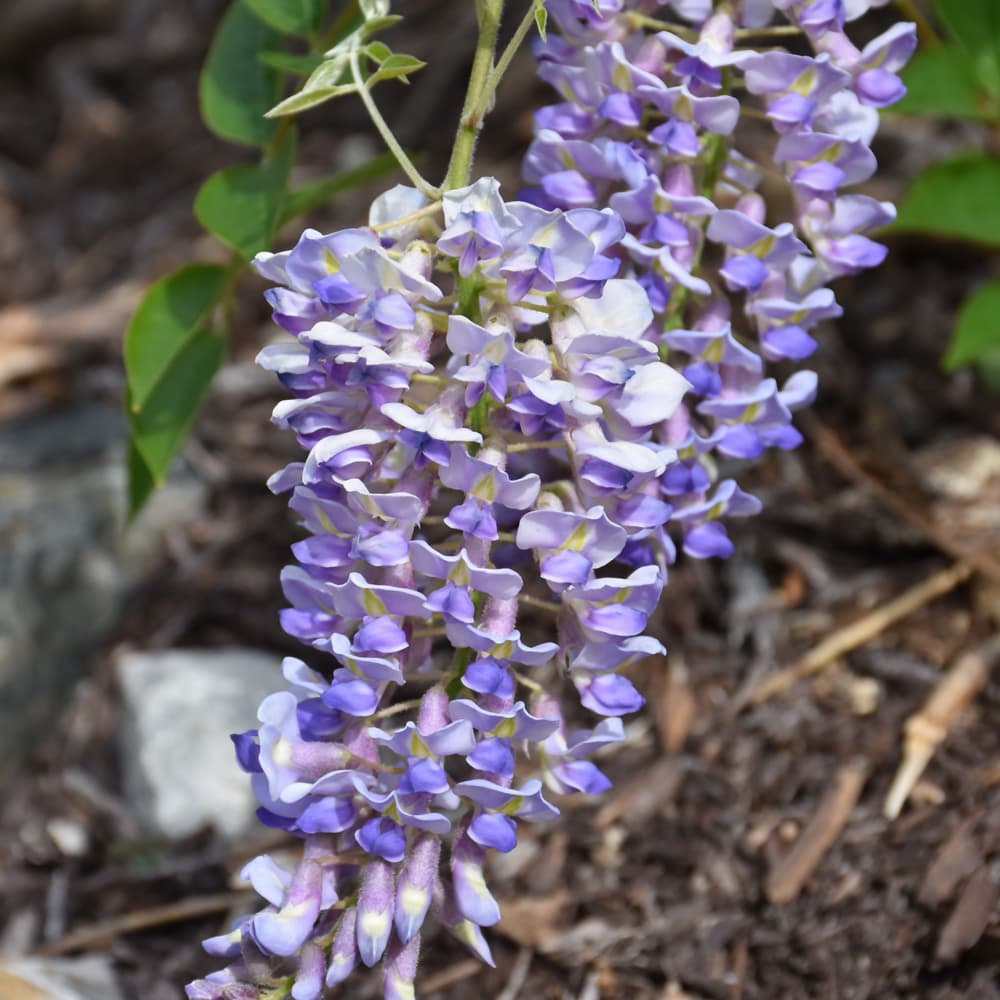 Wisteria Blue Moon