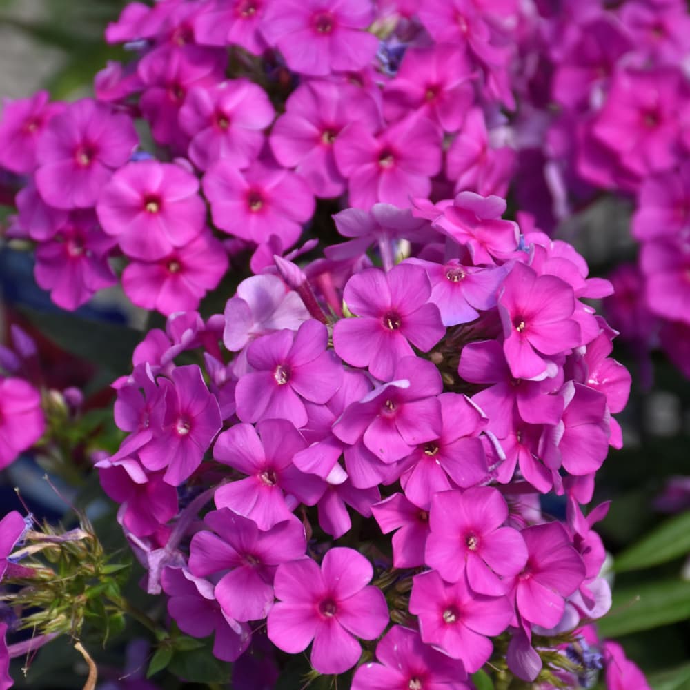 NetPS Plant Finder (www.netpsplantfinder.com)