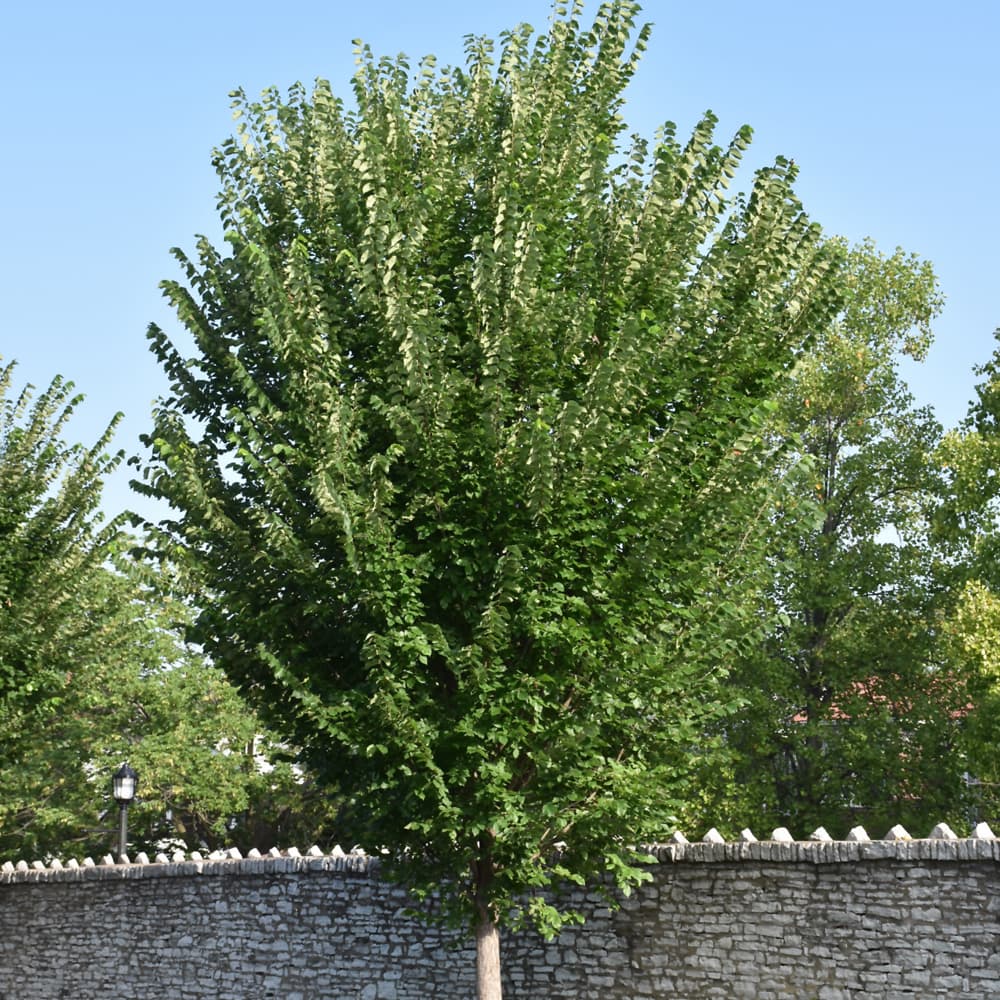 Elm Princeton