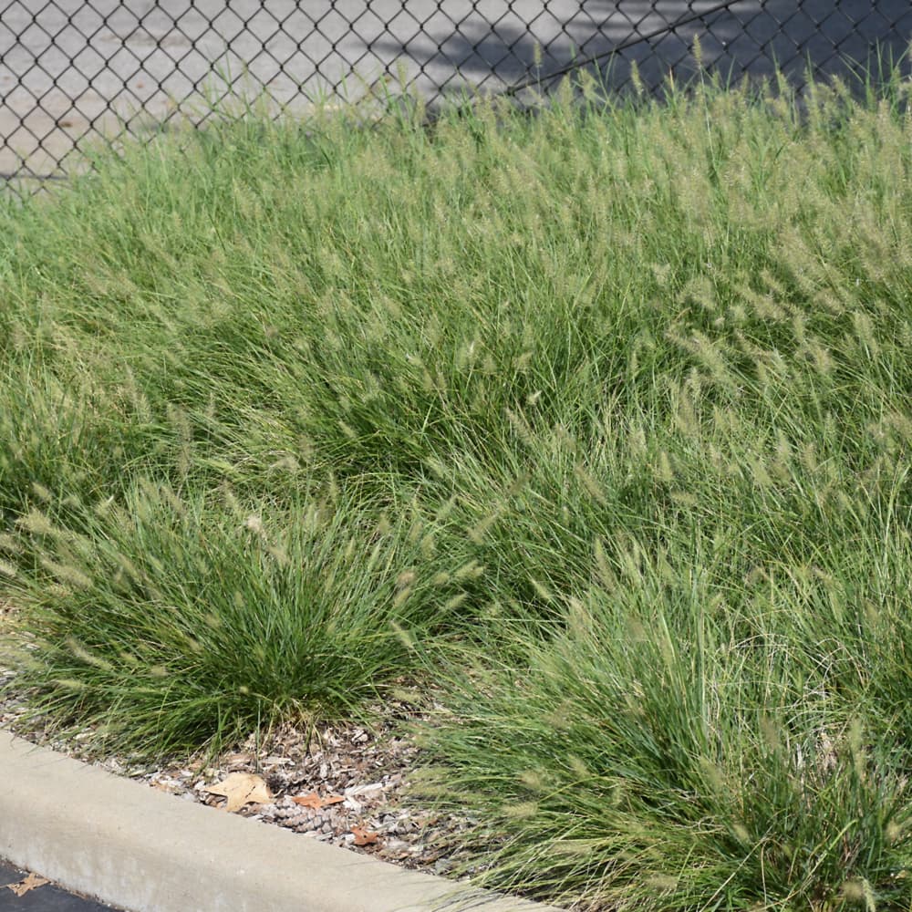 NetPS Plant Finder (www.netpsplantfinder.com)