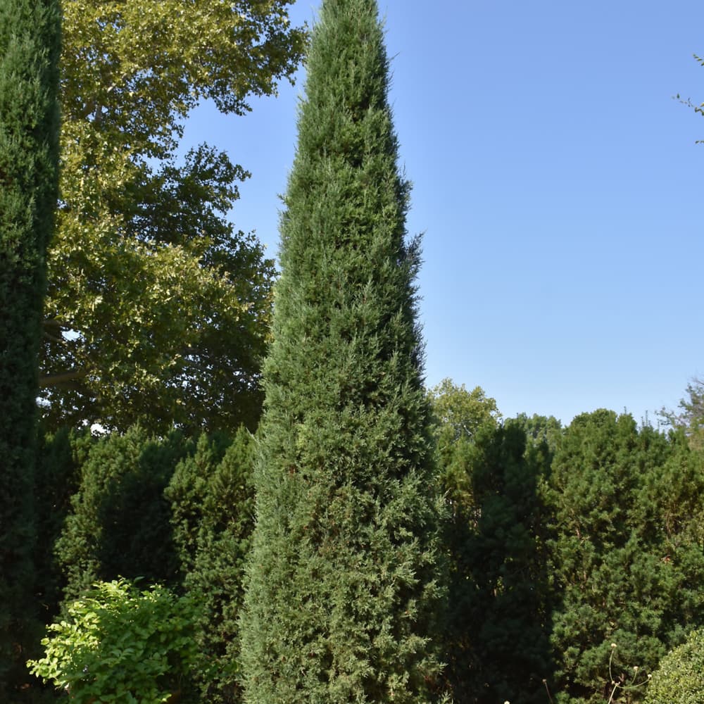 NetPS Plant Finder (www.netpsplantfinder.com)