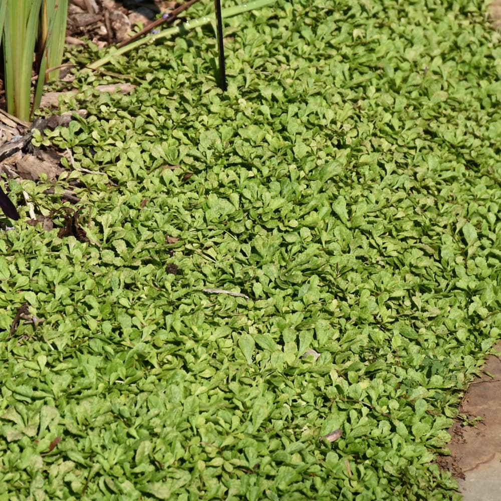 NetPS Plant Finder (www.netpsplantfinder.com)