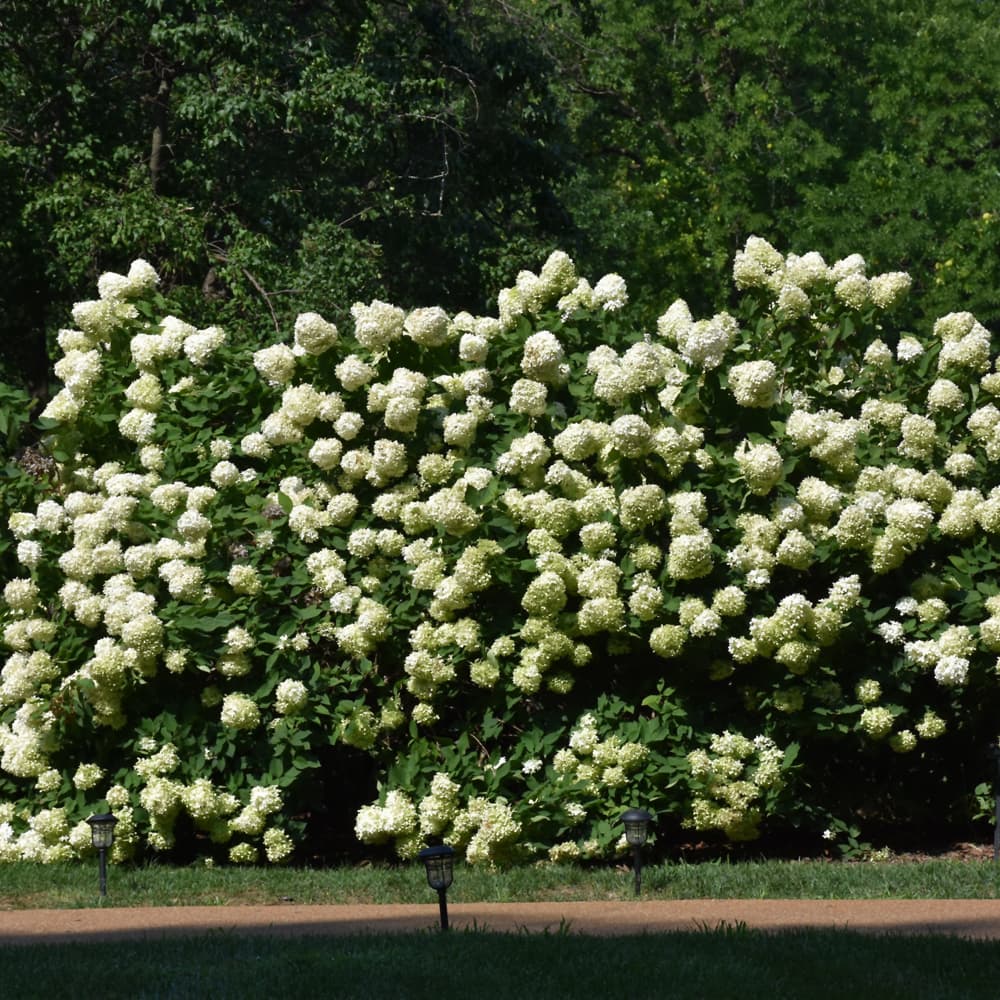 NetPS Plant Finder (www.netpsplantfinder.com)