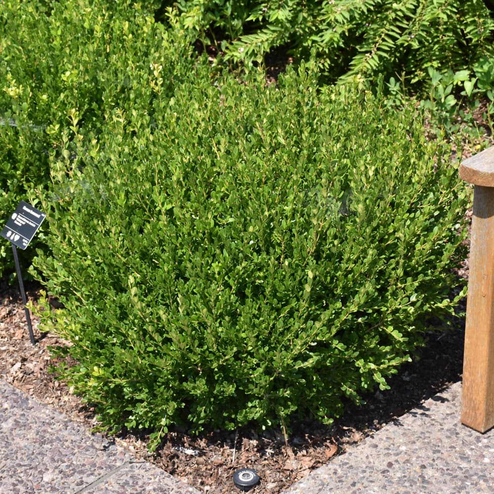 NetPS Plant Finder (www.netpsplantfinder.com)