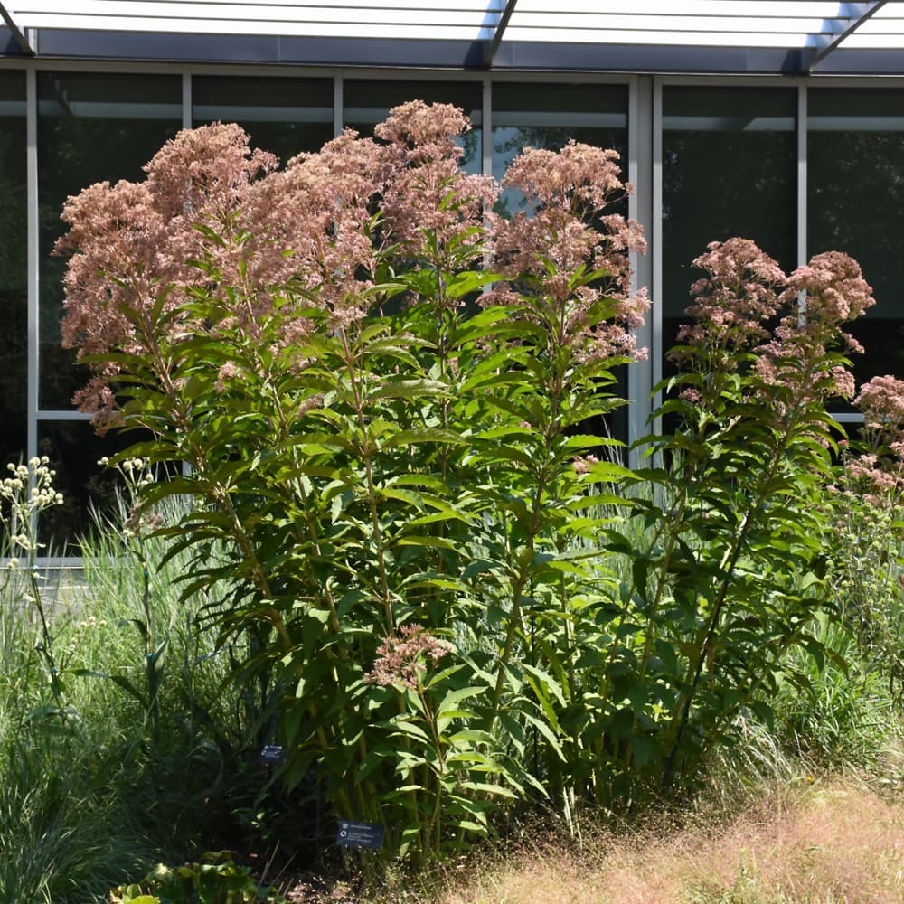 NetPS Plant Finder (www.netpsplantfinder.com)