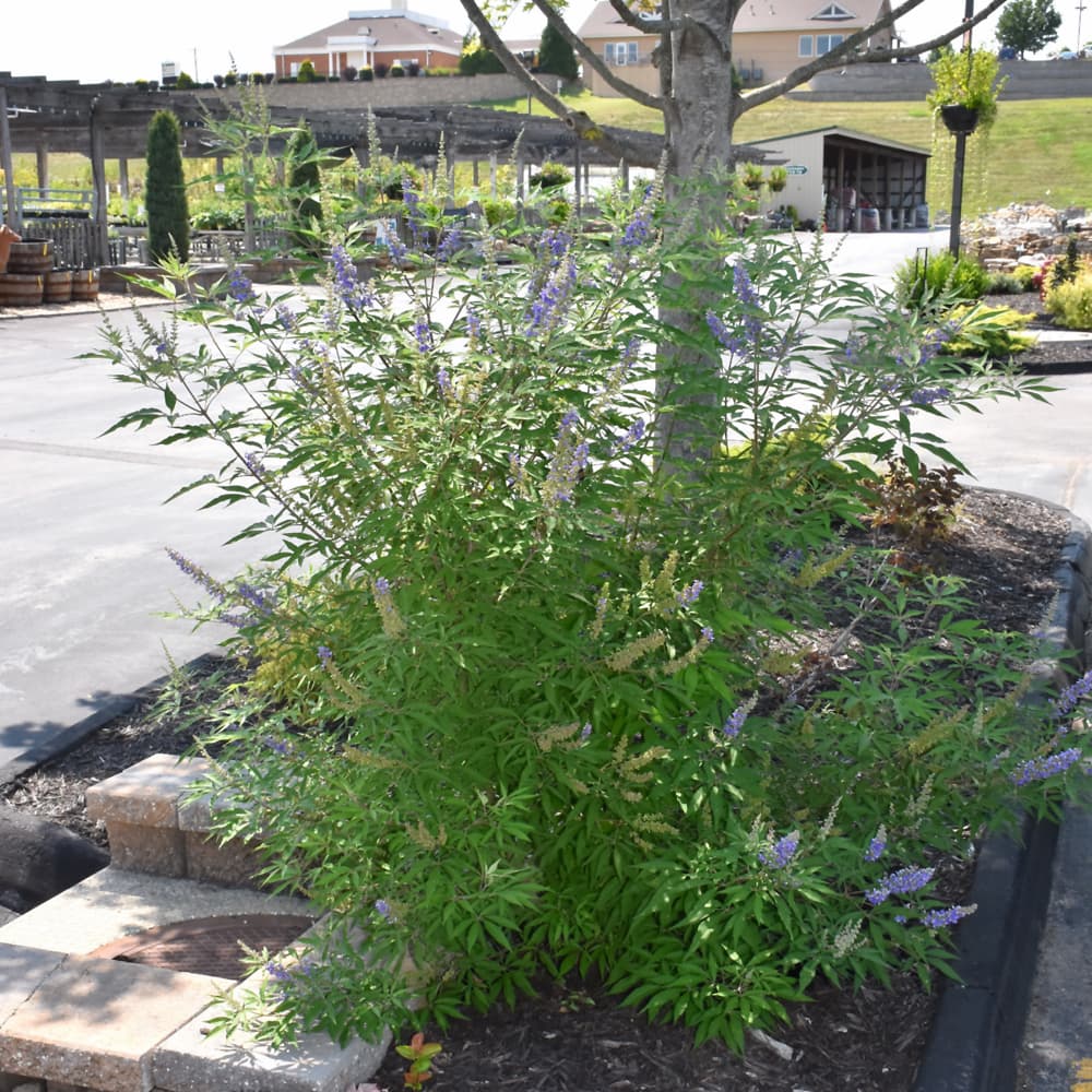 NetPS Plant Finder (www.netpsplantfinder.com)