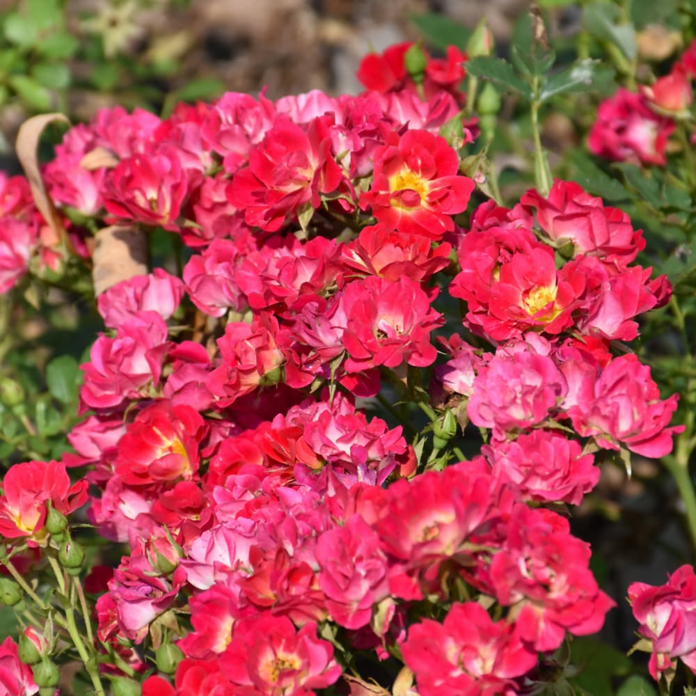 NetPS Plant Finder (www.netpsplantfinder.com)