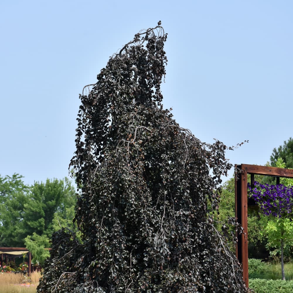 Beech Purple Fountain