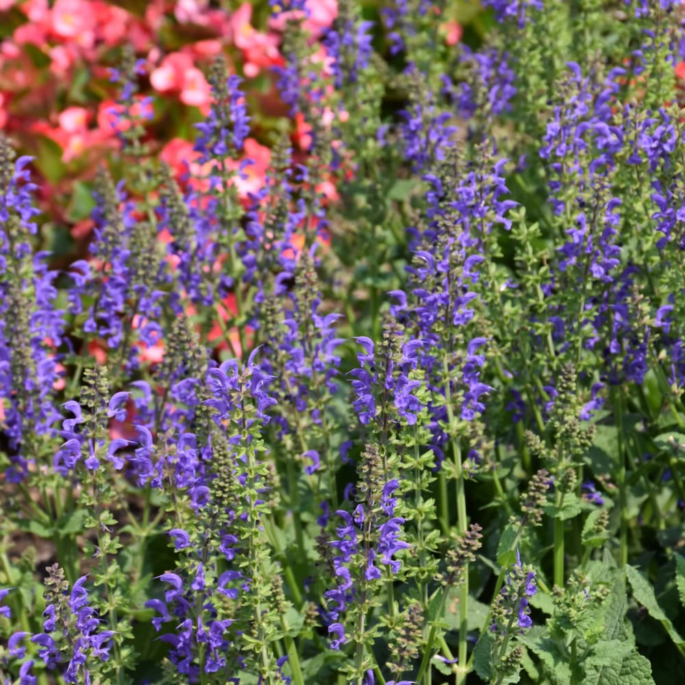 NetPS Plant Finder (www.netpsplantfinder.com)