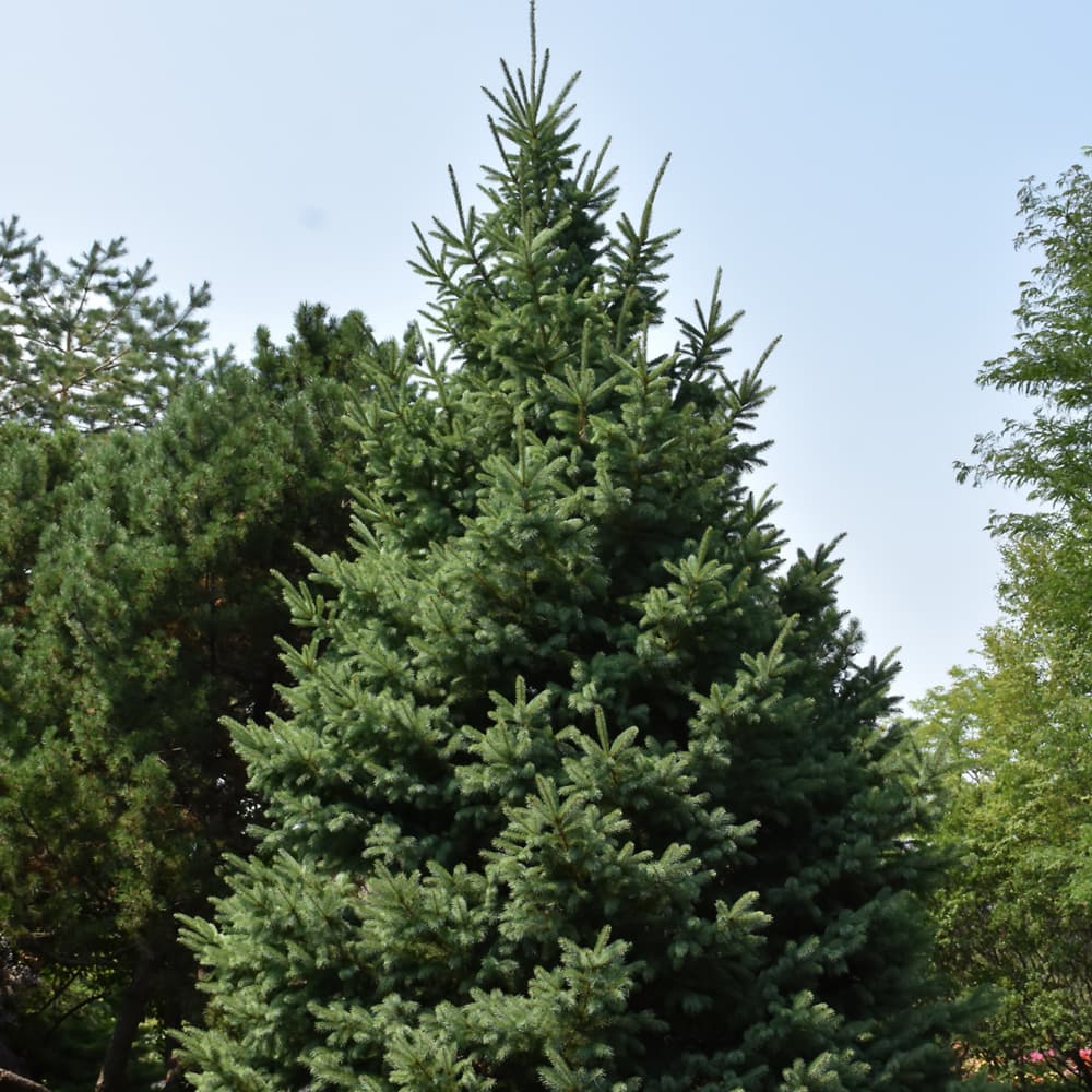 NetPS Plant Finder (www.netpsplantfinder.com)