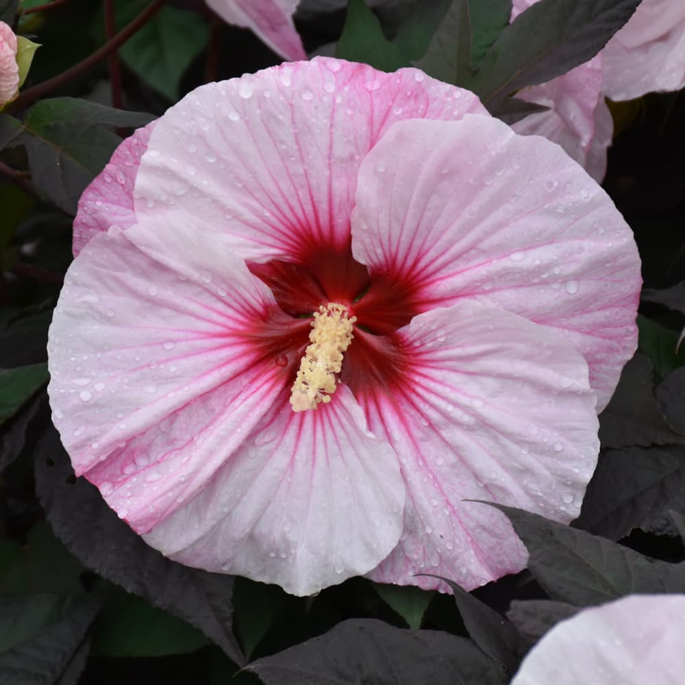 NetPS Plant Finder (www.netpsplantfinder.com)