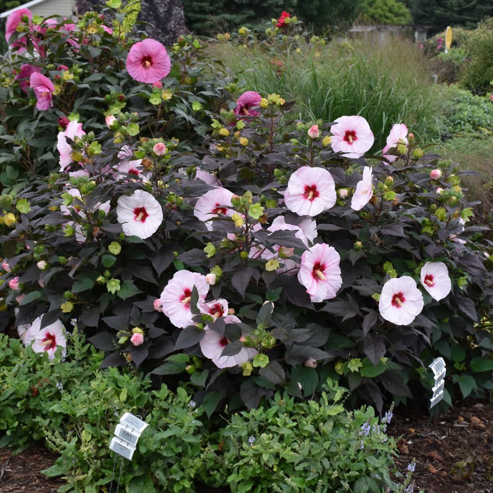 NetPS Plant Finder (www.netpsplantfinder.com)
