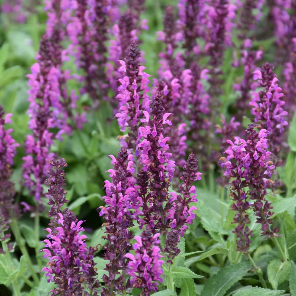 NetPS Plant Finder (www.netpsplantfinder.com)