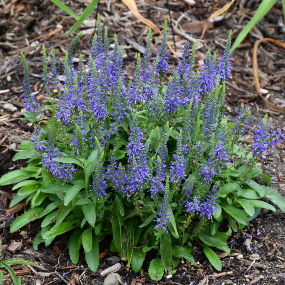 NetPS Plant Finder (www.netpsplantfinder.com)