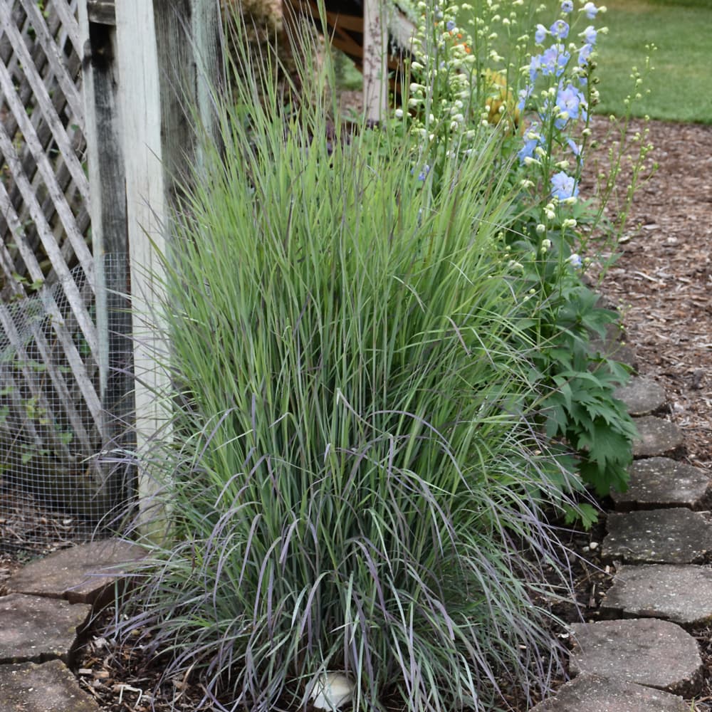 Grass Bluestem Twilight Zone