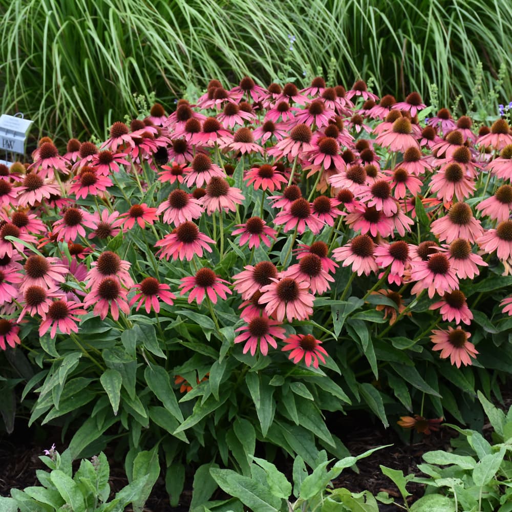 NetPS Plant Finder (www.netpsplantfinder.com)