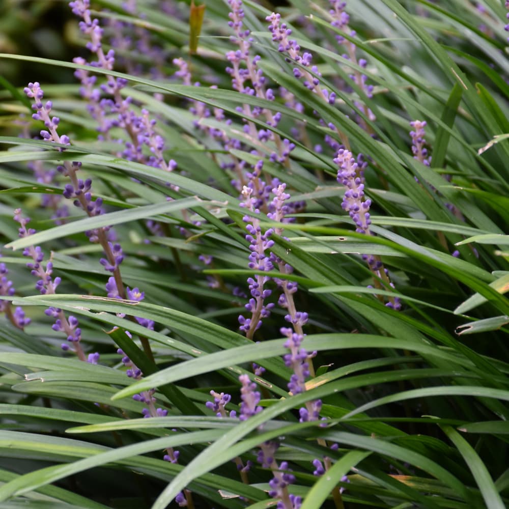 Liriope Big Blue