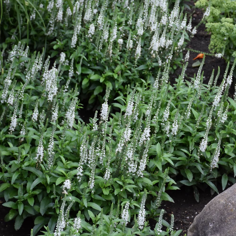 NetPS Plant Finder (www.netpsplantfinder.com)