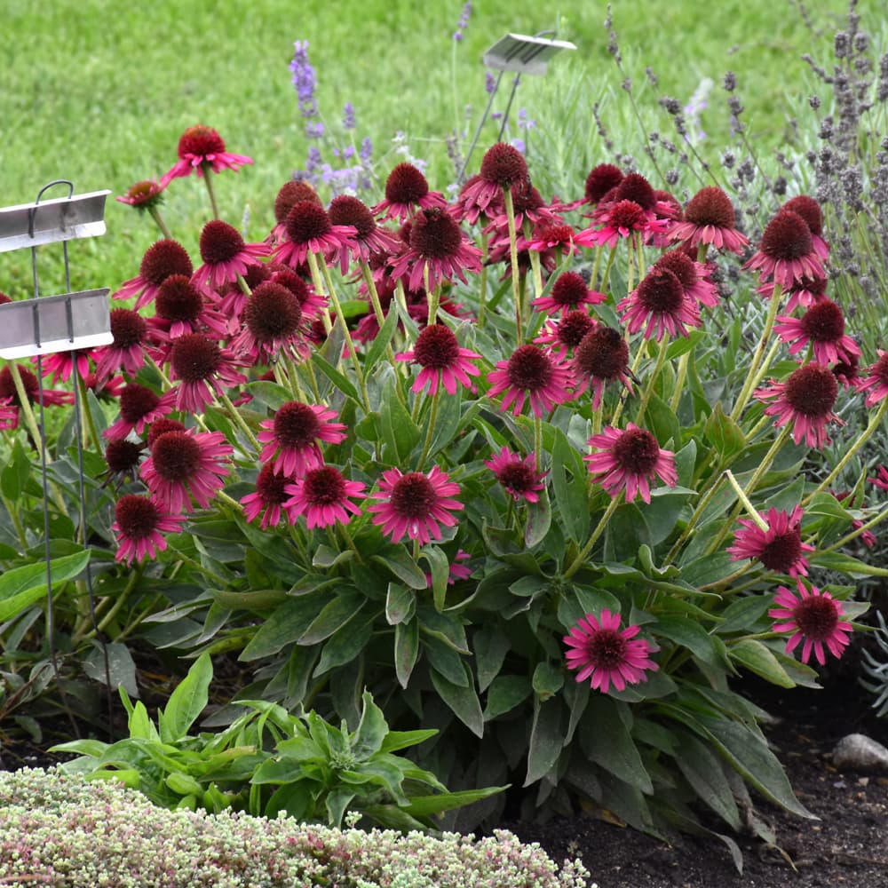 NetPS Plant Finder (www.netpsplantfinder.com)